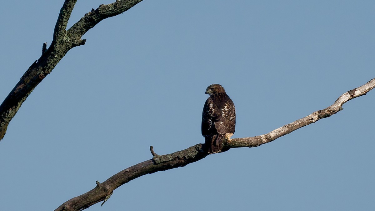 Red-tailed Hawk - ML639203404
