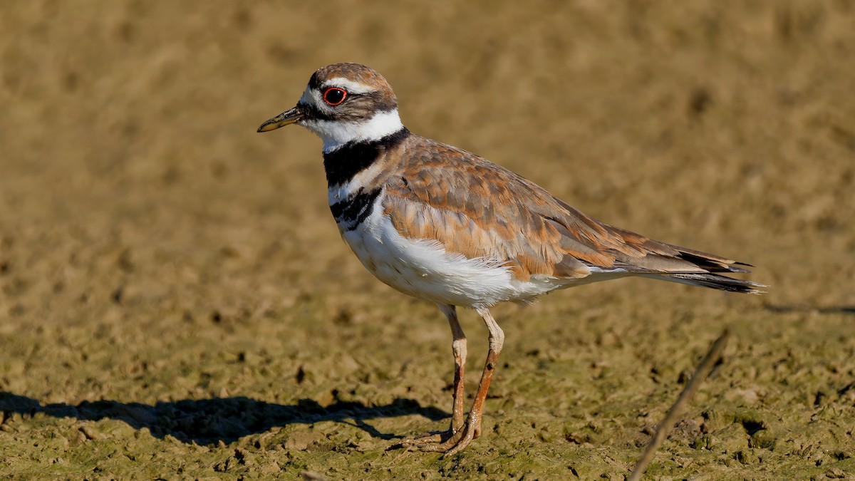 Killdeer - ML639203411