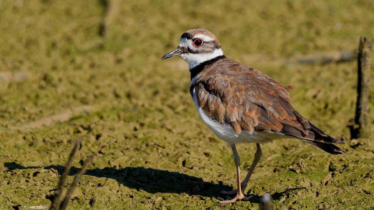 Killdeer - ML639203412