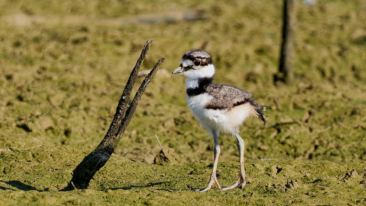 Killdeer - ML639203429