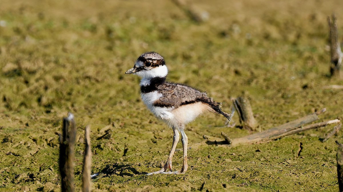 Killdeer - ML639203432