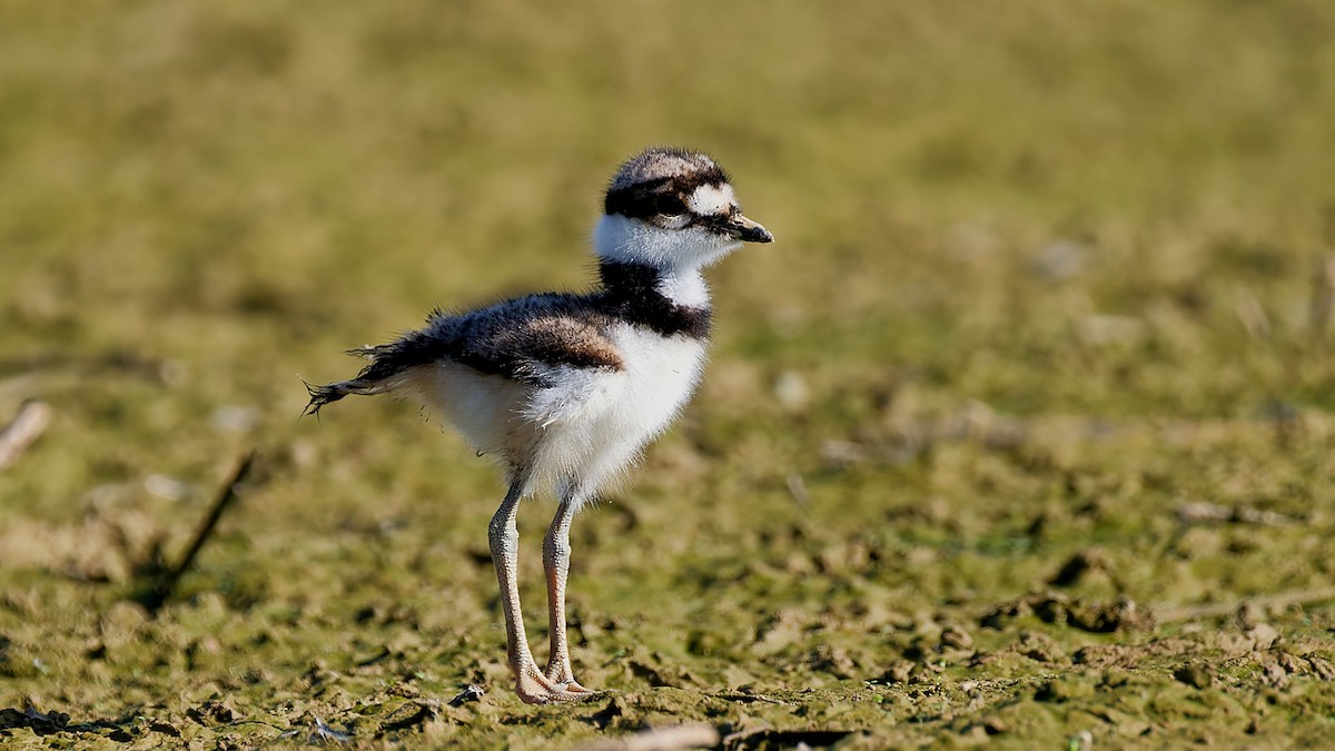 Killdeer - ML639203433