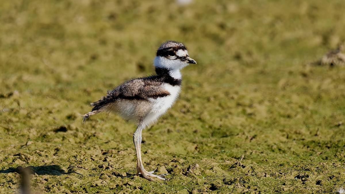 Killdeer - ML639203434