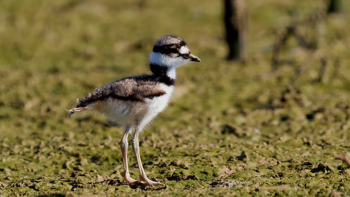 Killdeer - ML639203435