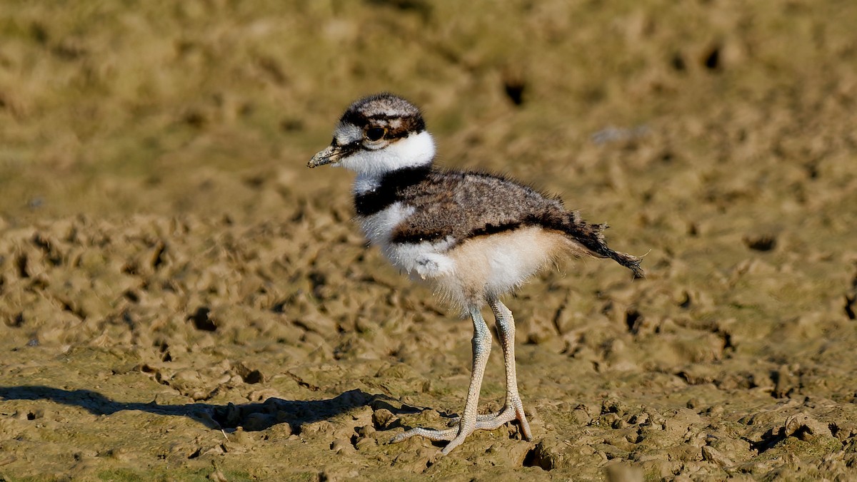 Killdeer - ML639203436