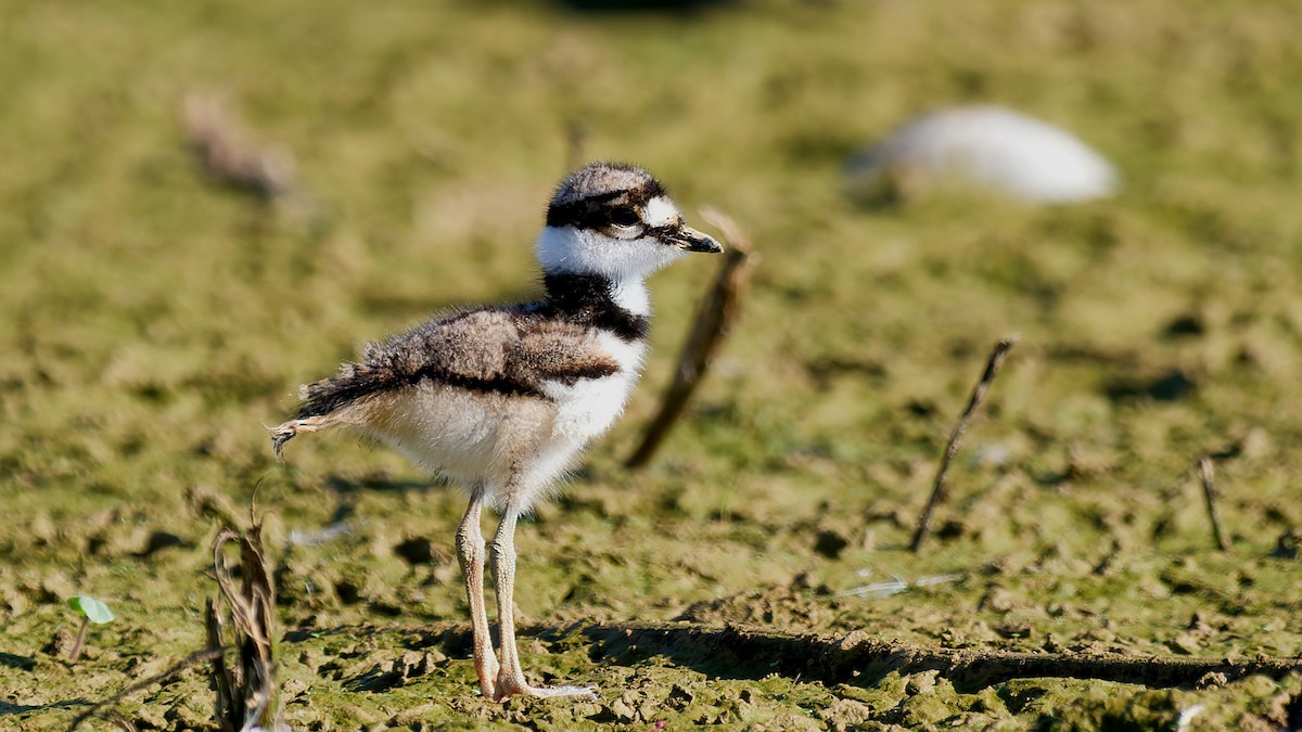 Killdeer - ML639203437