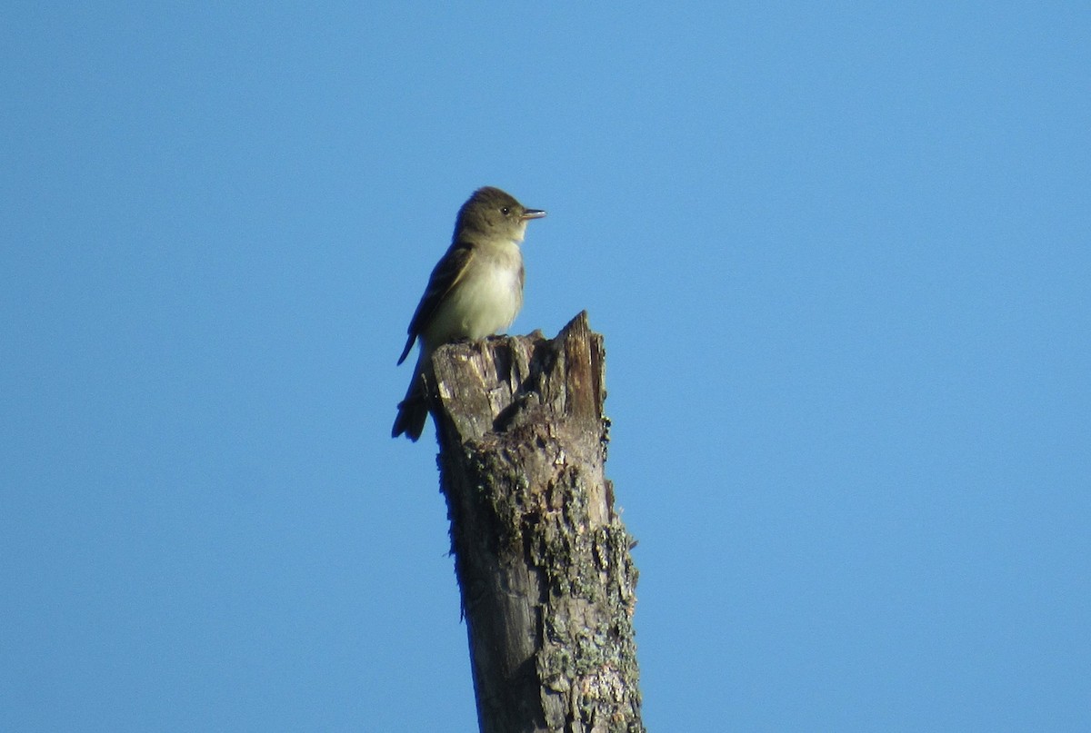 Alder Flycatcher - ML639203466