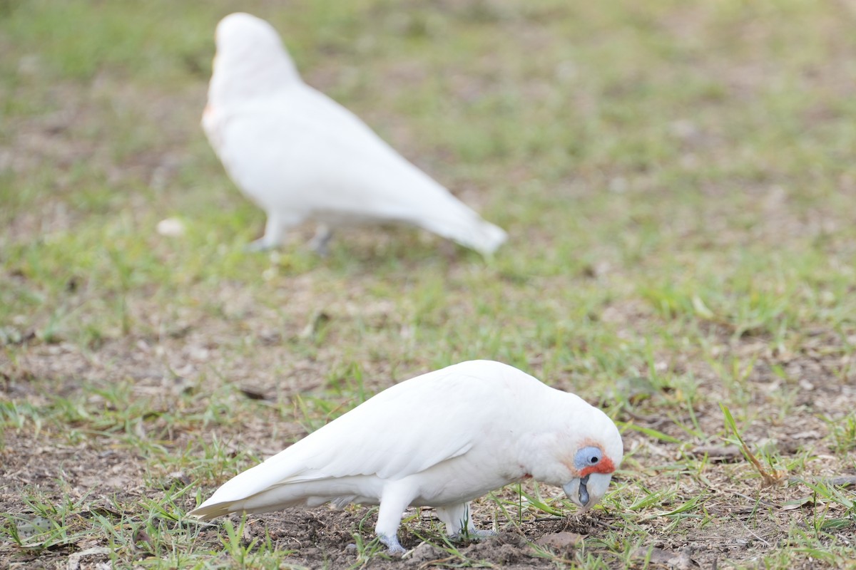 Long-billed Corella - ML639203554