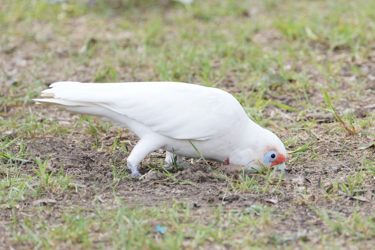 Long-billed Corella - ML639203555