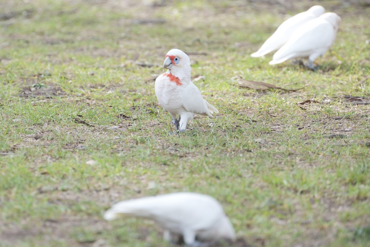 Long-billed Corella - ML639203557