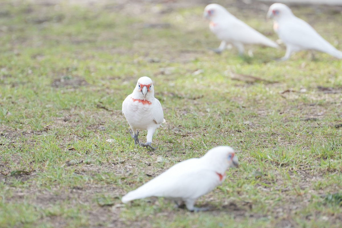 Long-billed Corella - ML639203558