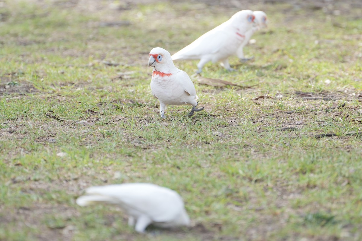 Long-billed Corella - ML639203559