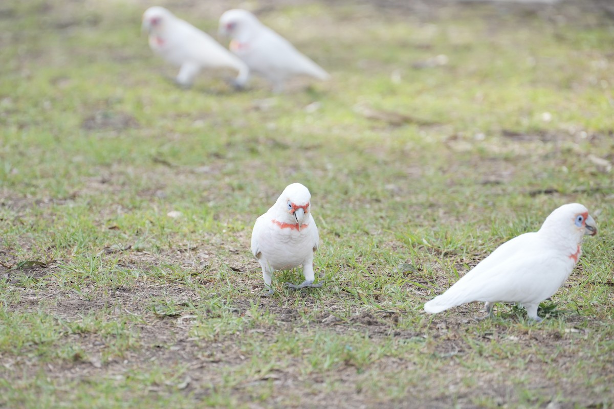 Long-billed Corella - ML639203560