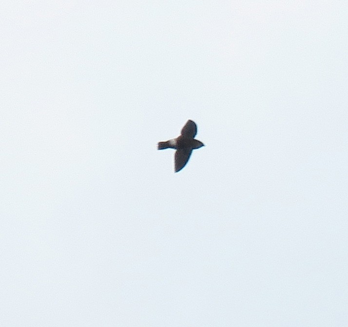 Band-rumped Swift - ML639203665