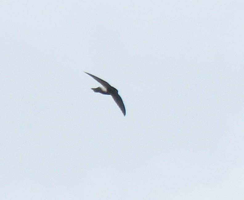 Band-rumped Swift - ML639203666