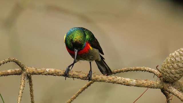 Southern Double-collared Sunbird - ML639203687