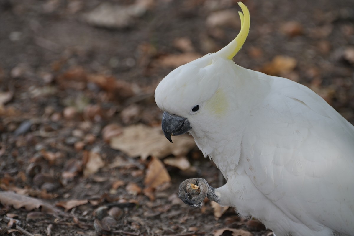 Sulphur-crested Cockatoo - ML639203725