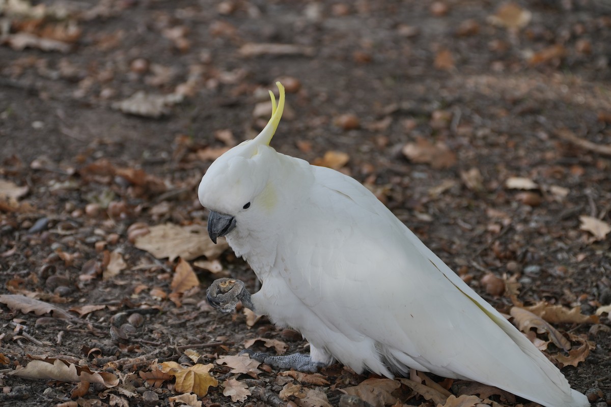 Sulphur-crested Cockatoo - ML639203726
