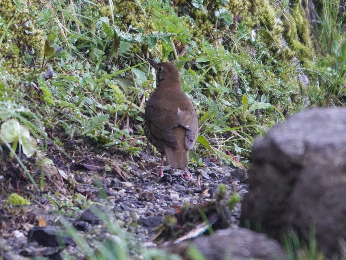 Alpine Thrush - ML639203770