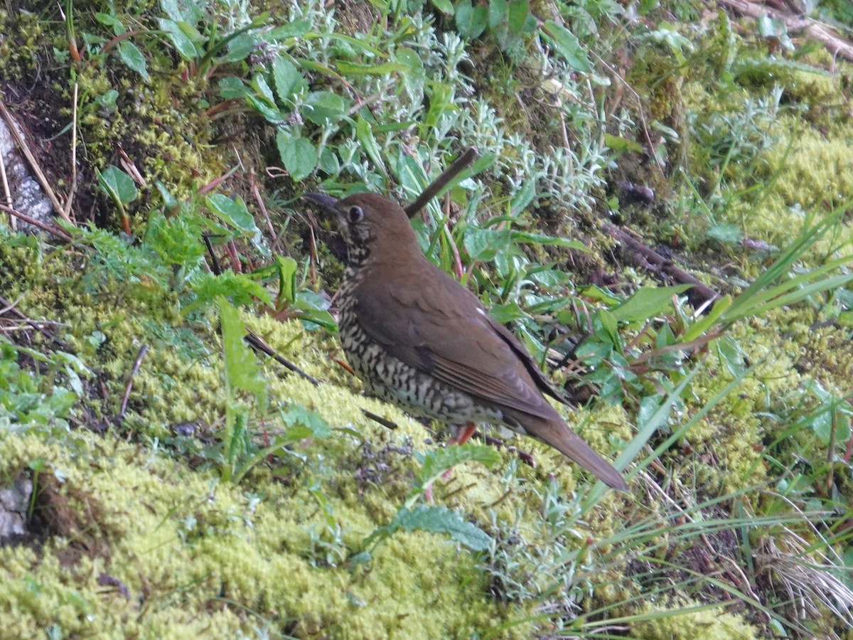 Alpine Thrush - ML639203771