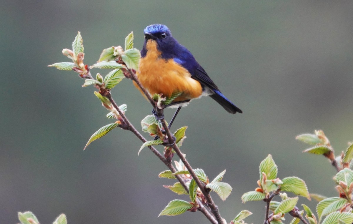Rufous-breasted Bush-Robin - ML639203793