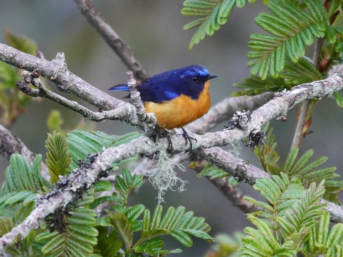 Rufous-breasted Bush-Robin - ML639203794