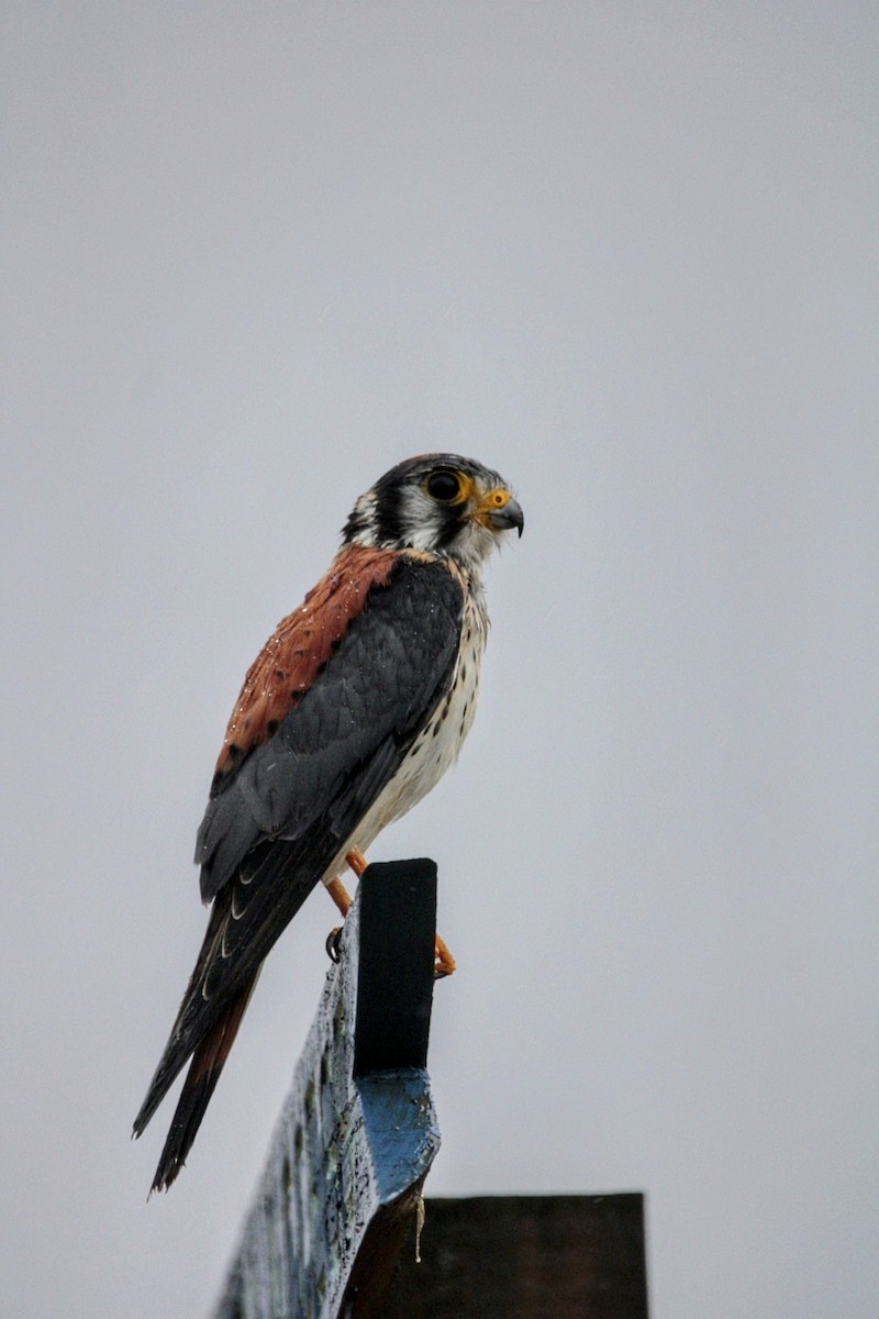 American Kestrel - ML639203813