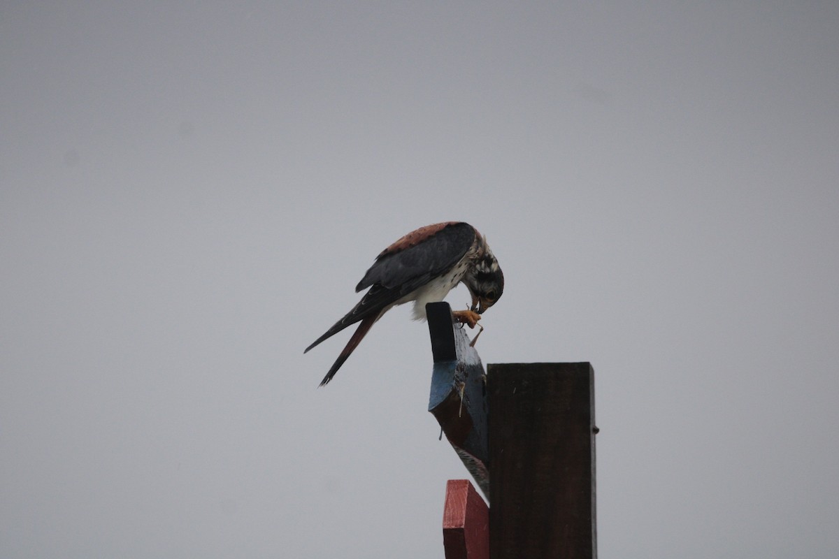 American Kestrel - ML639203814