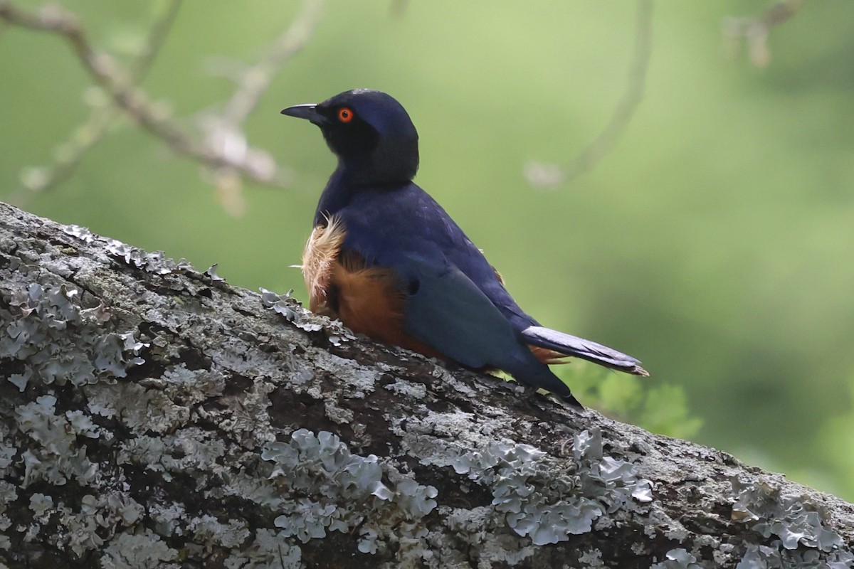 Hildebrandt's Starling - ML639203898