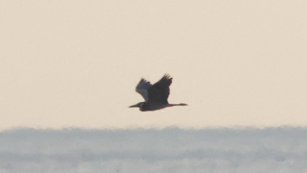 Yellow-crowned Night Heron - ML639203902