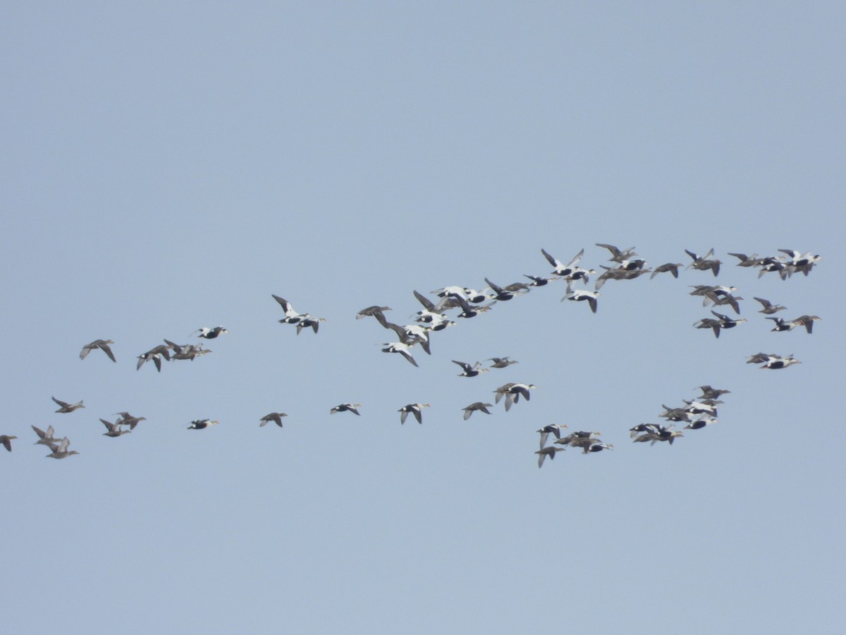Common Eider (Pacific) - ML639203908