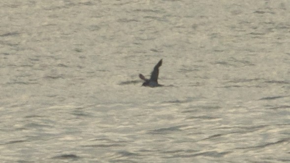 Cory's Shearwater - ML639203909