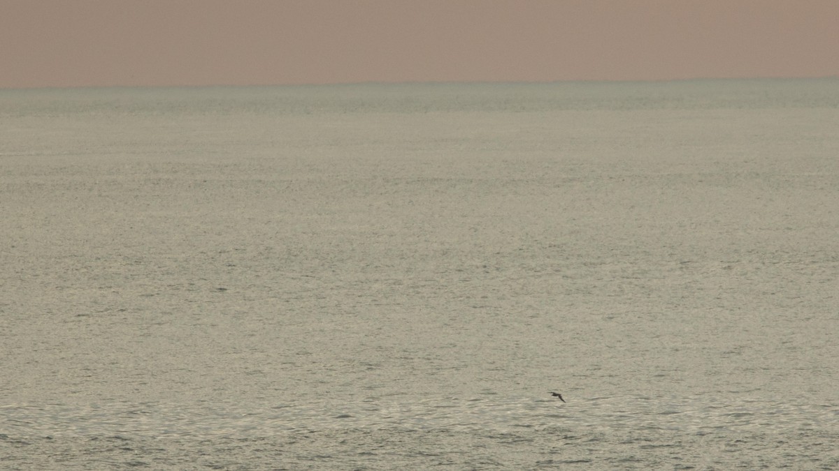 Cory's Shearwater - ML639203910