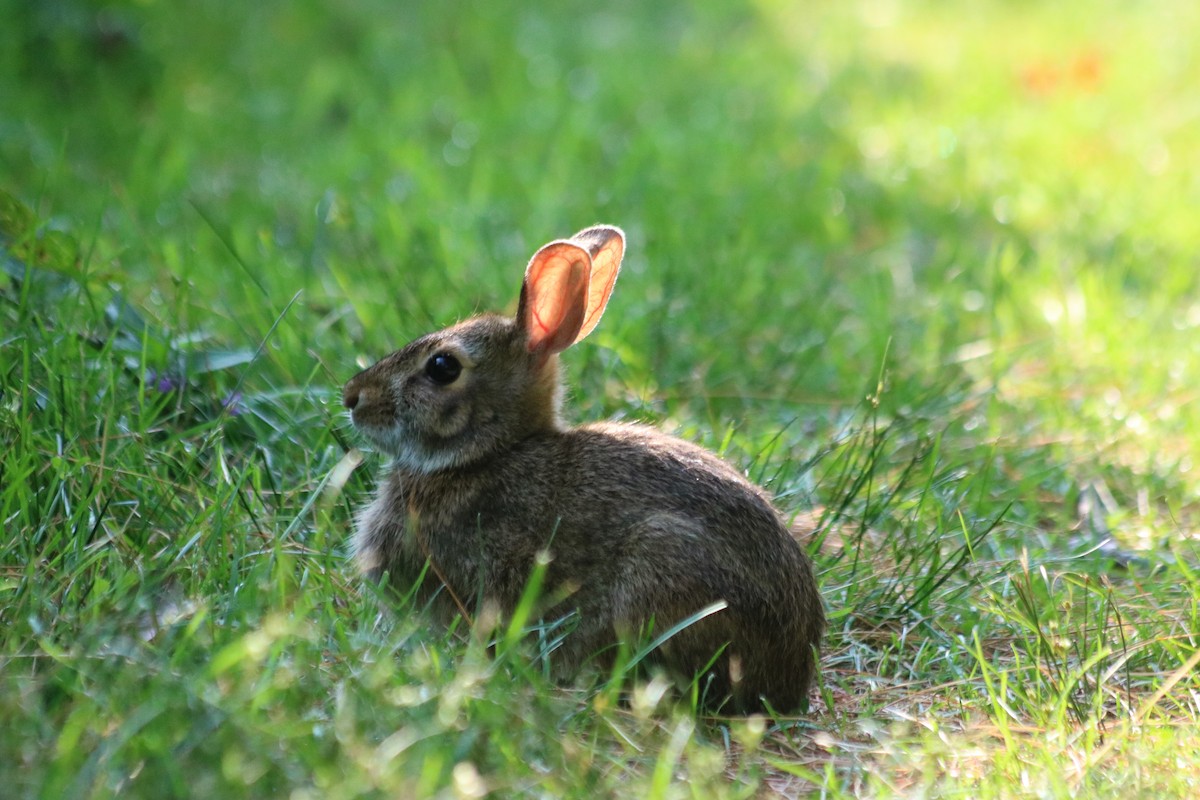 Animals - ML639203958