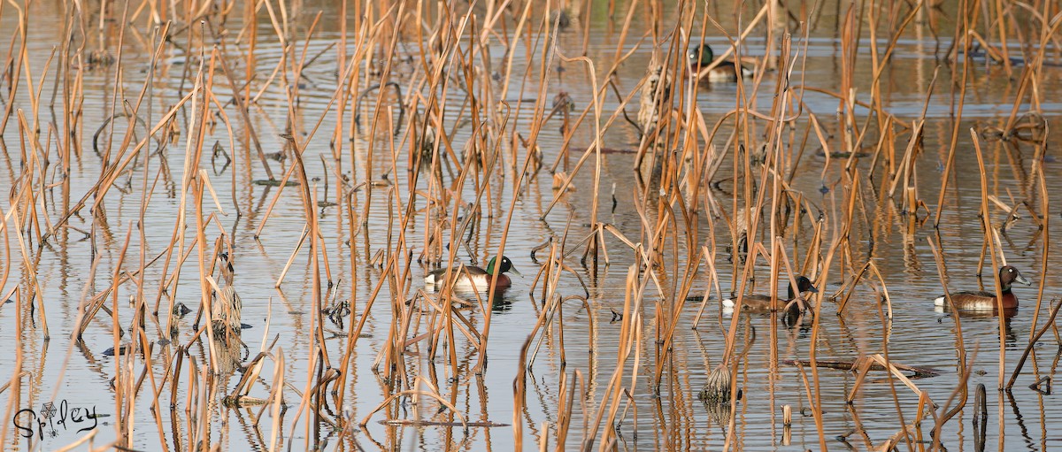 Baer's Pochard - ML639203973