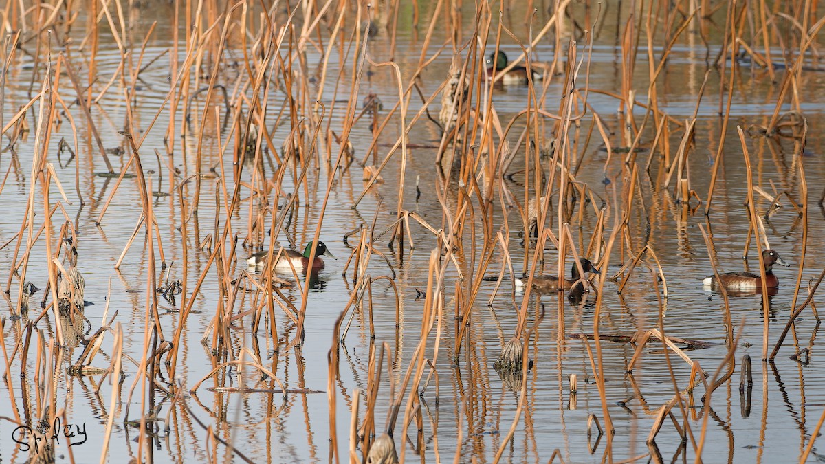 Baer's Pochard - ML639203975