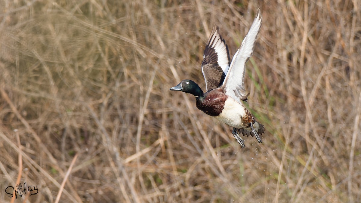 Baer's Pochard - ML639203976