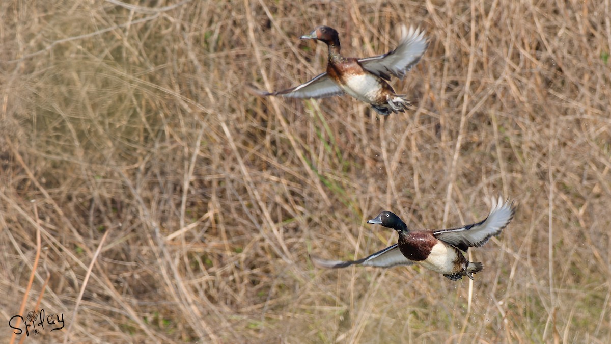 Baer's Pochard - ML639203979