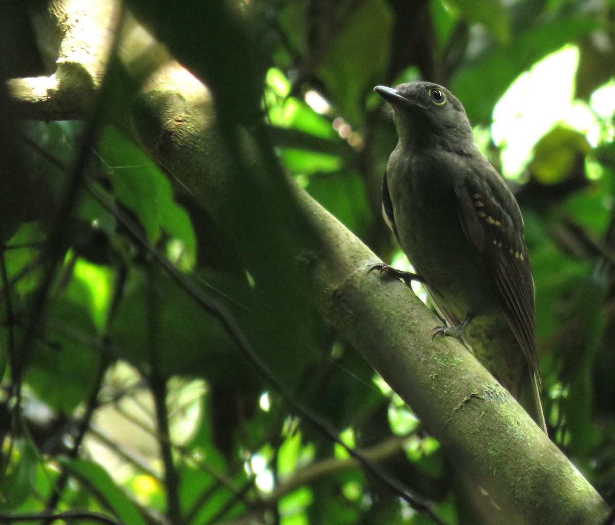 Cinereous Mourner - ML639204092