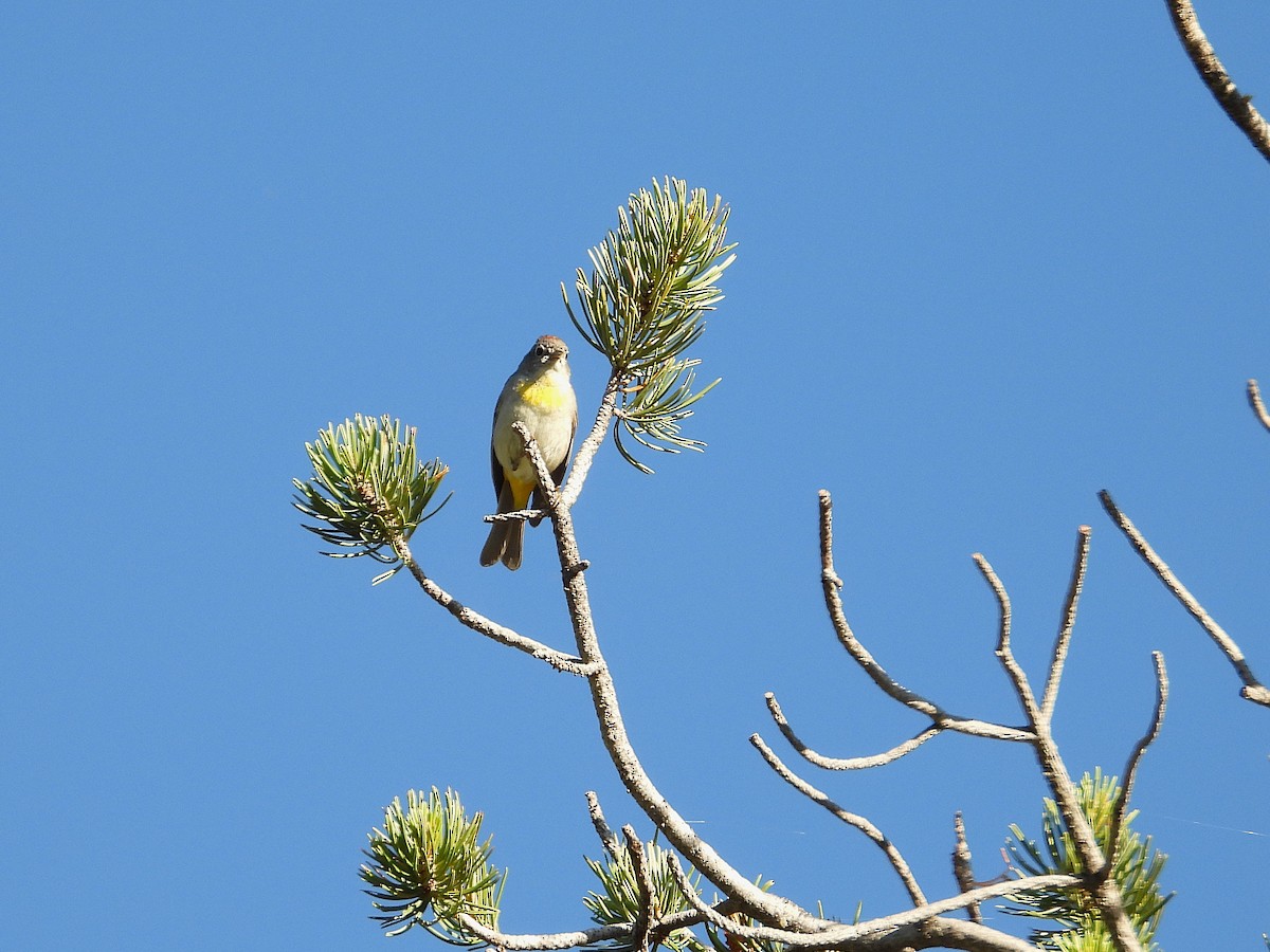 Желтогрудая древесница - ML639204164