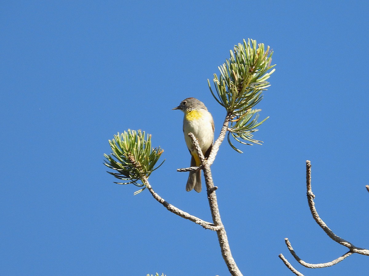 Желтогрудая древесница - ML639204165