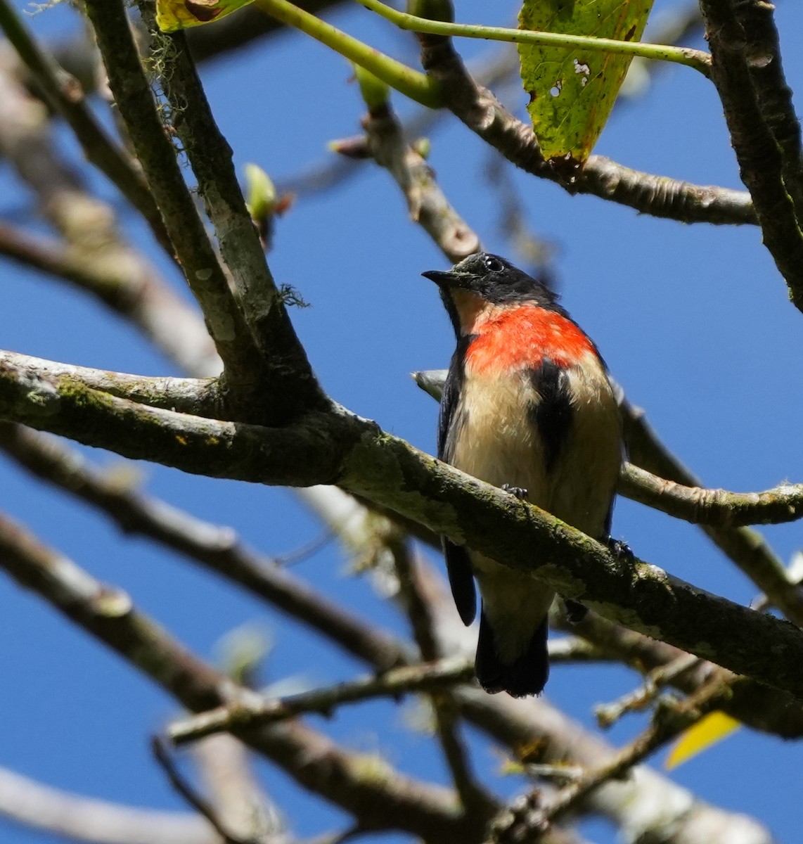 Javan Flowerpecker - ML639204227
