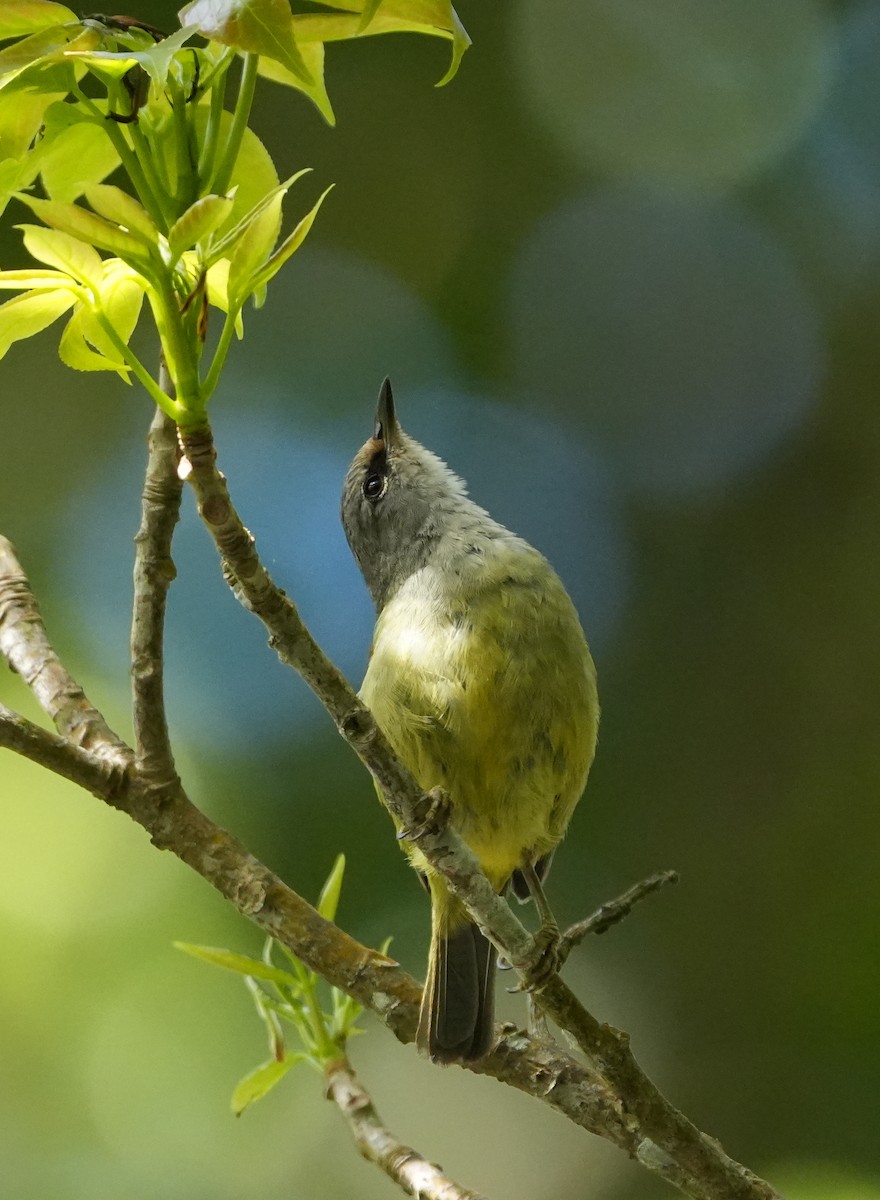 Javan Heleia - ML639204258