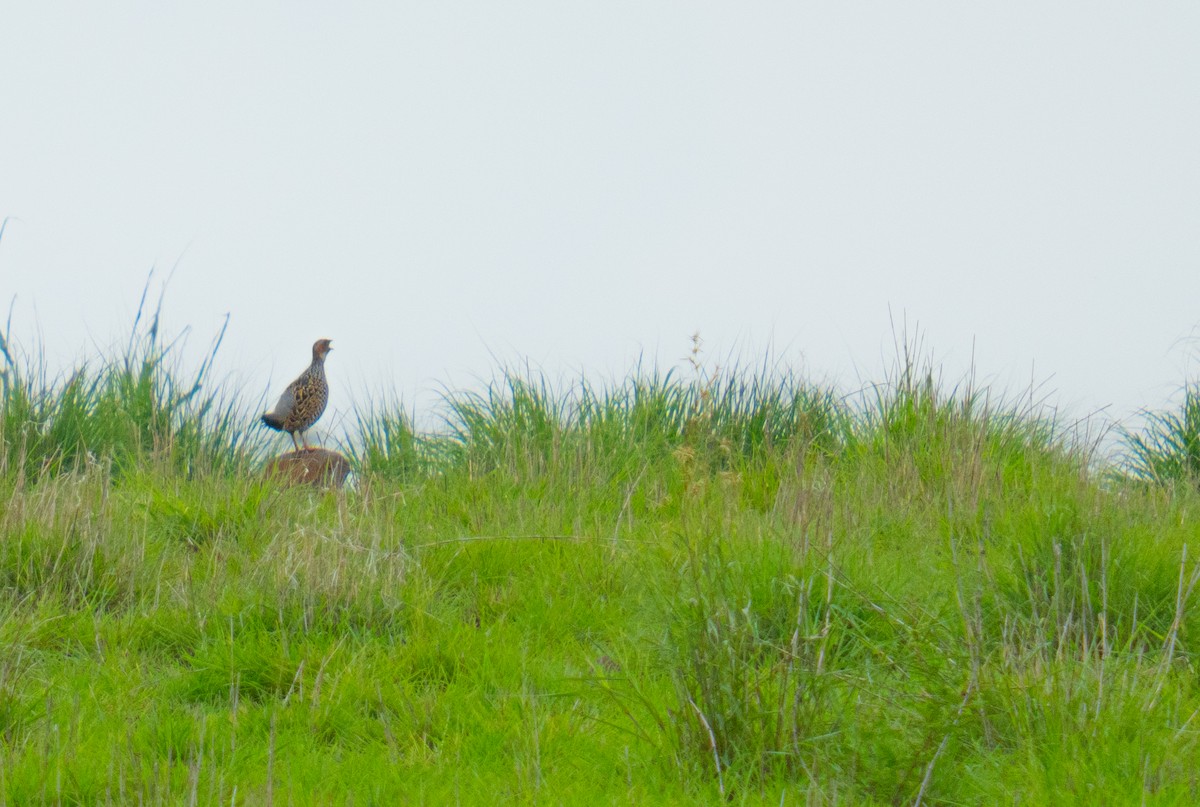 Painted Francolin - ML639204265