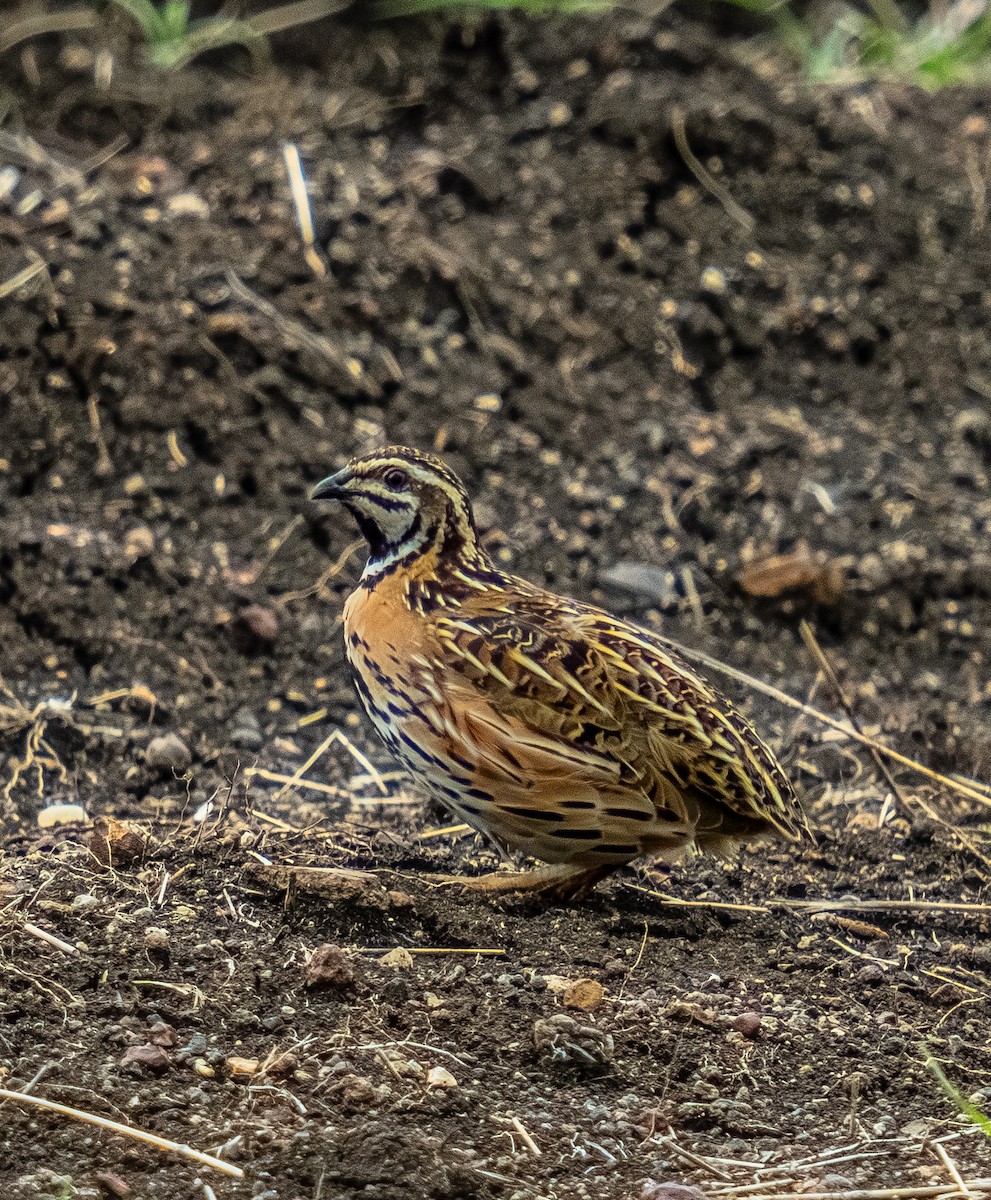 Rain Quail - ML639204269