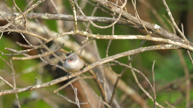 Swee Waxbill - ML639204326