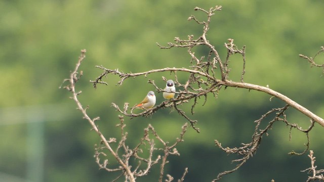 Swee Waxbill - ML639204327