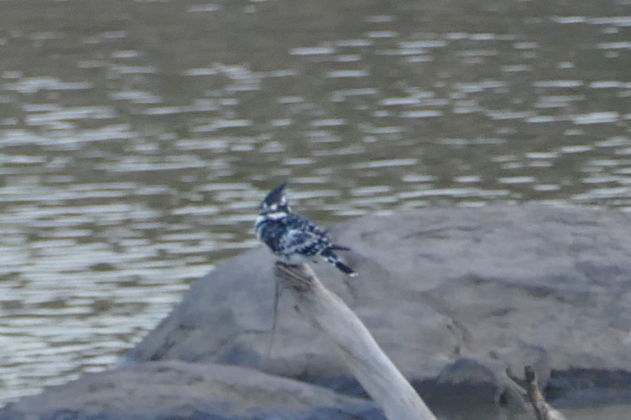 Pied Kingfisher - ML639204335