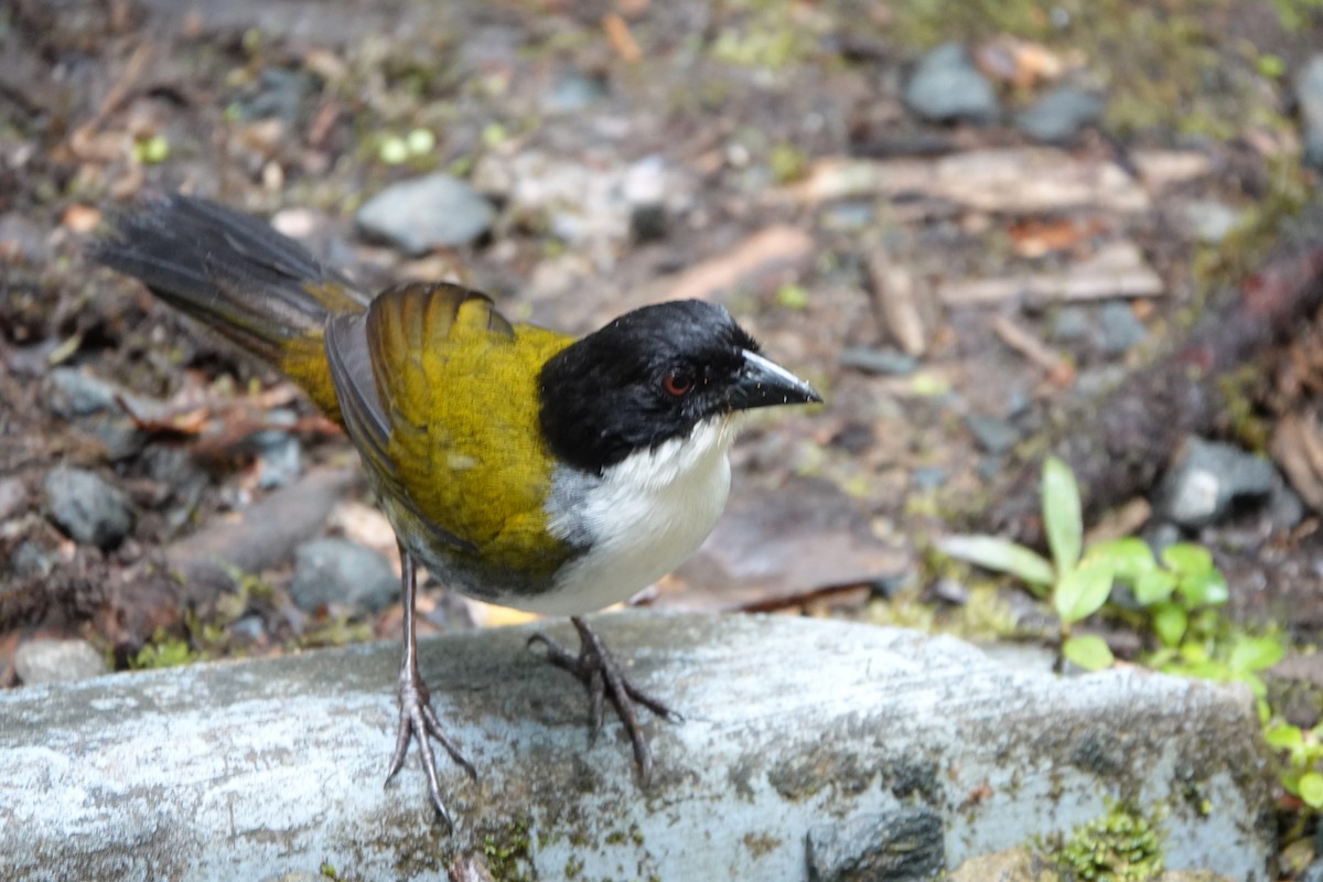 Black-headed Brushfinch - ML639204404