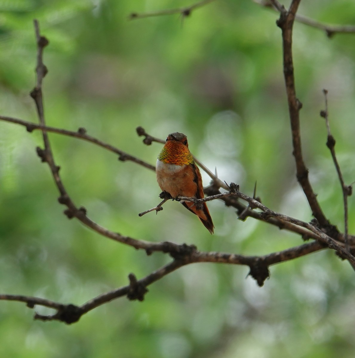 Rufous/Allen's Hummingbird - ML639204409